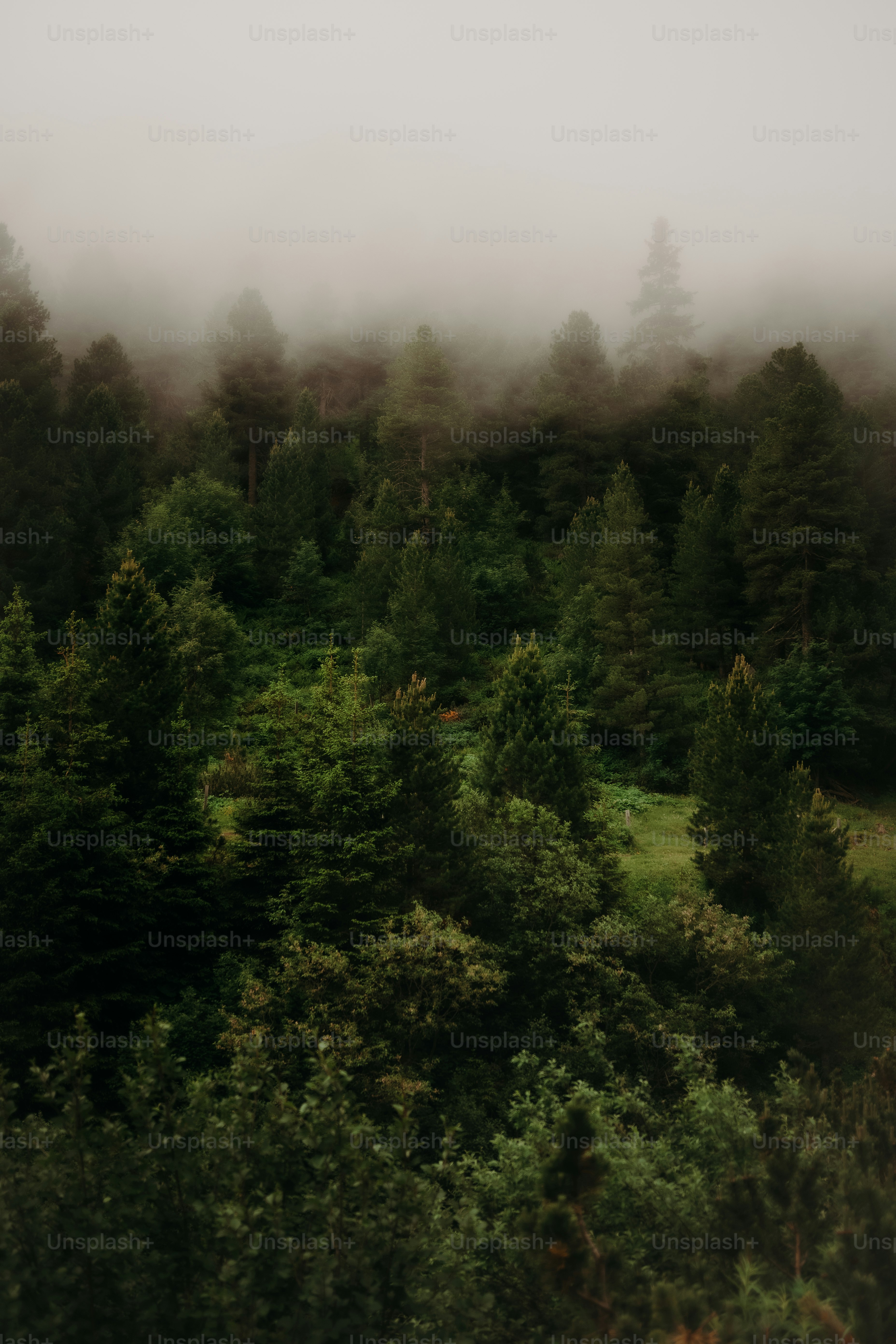 uma floresta nebulosa cheia de muitas árvores