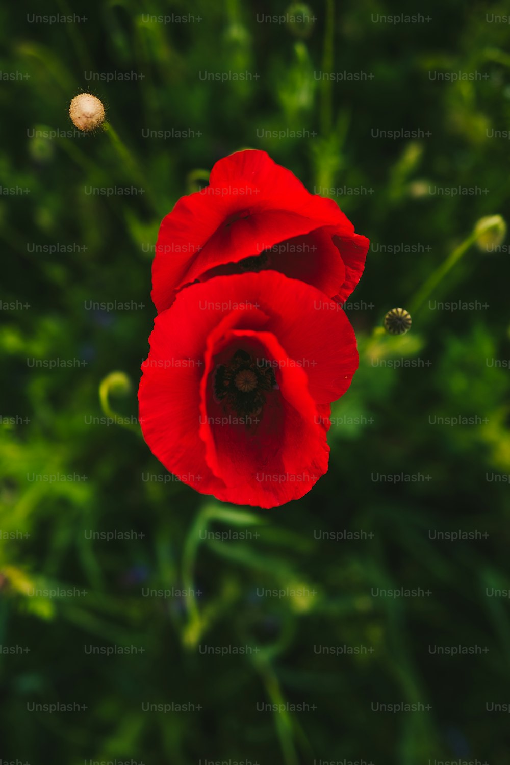 a close up of a red flower on a plant