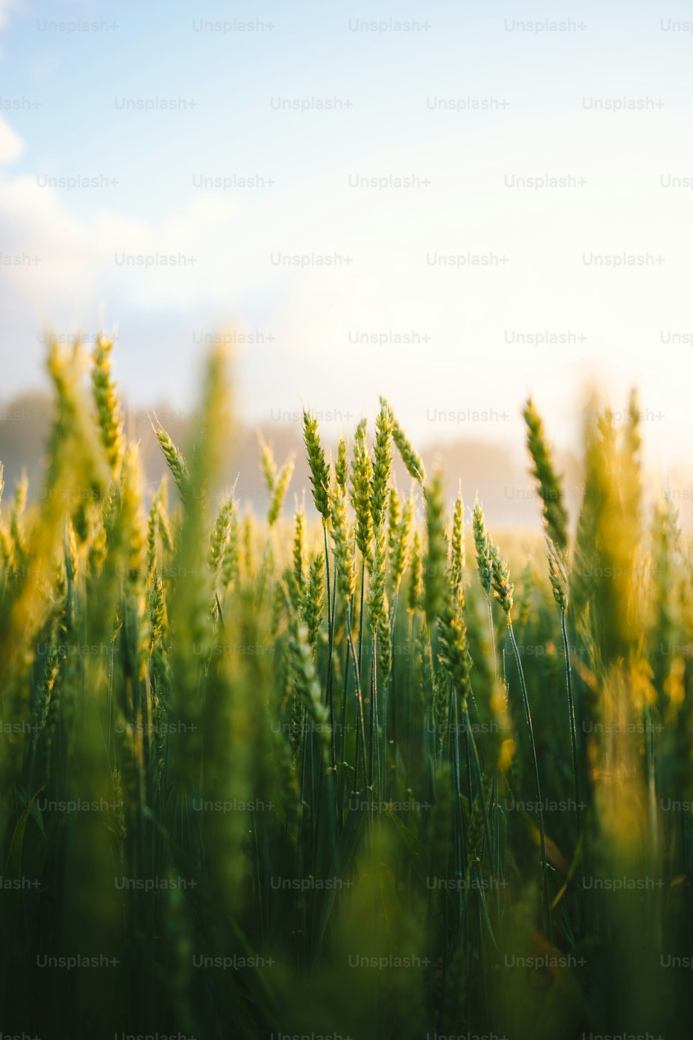 a field of tall green grass under a blue sky