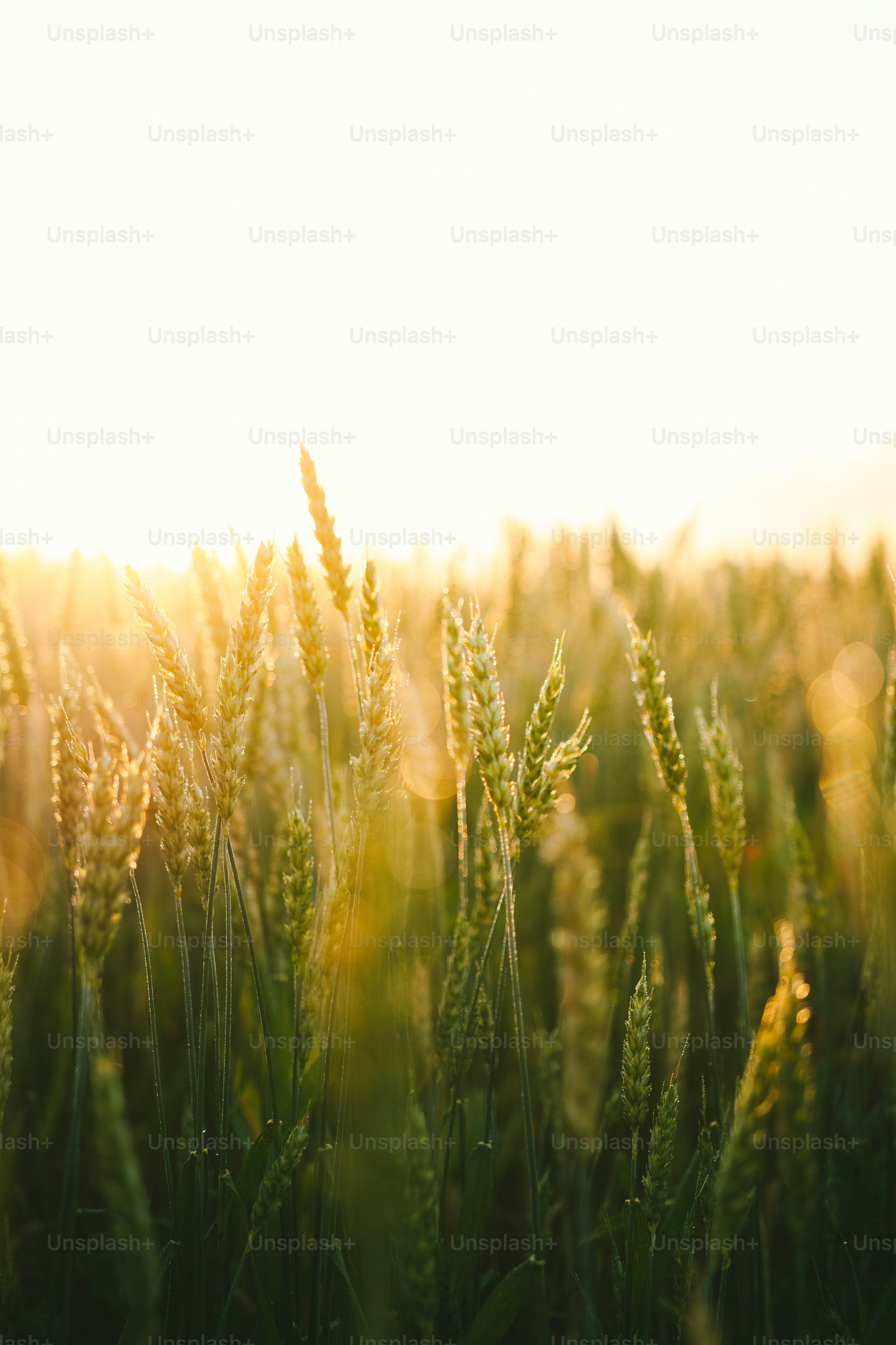 a field of tall grass with the sun shining through it