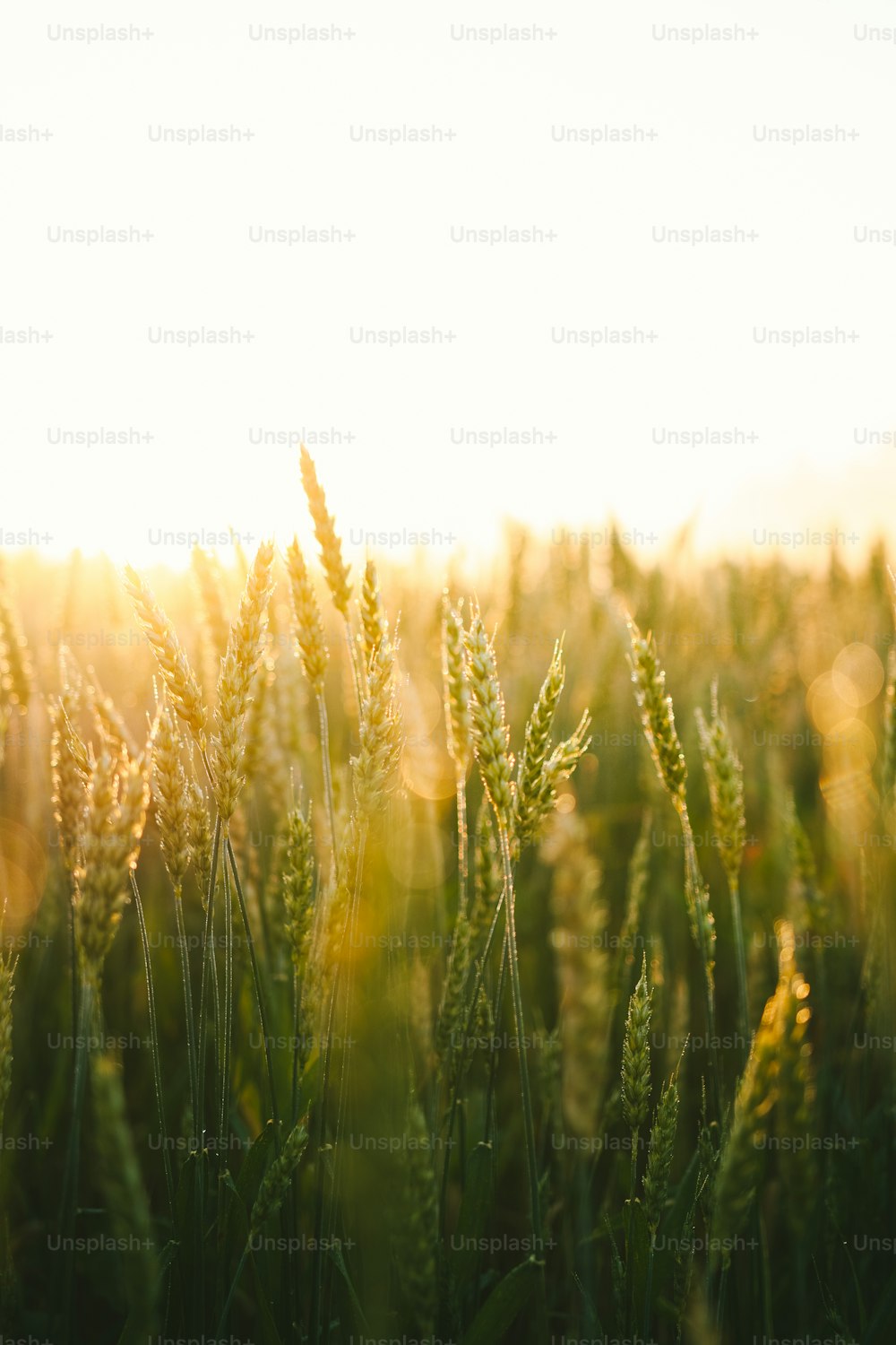 un campo de hierba alta con el sol brillando a través de él