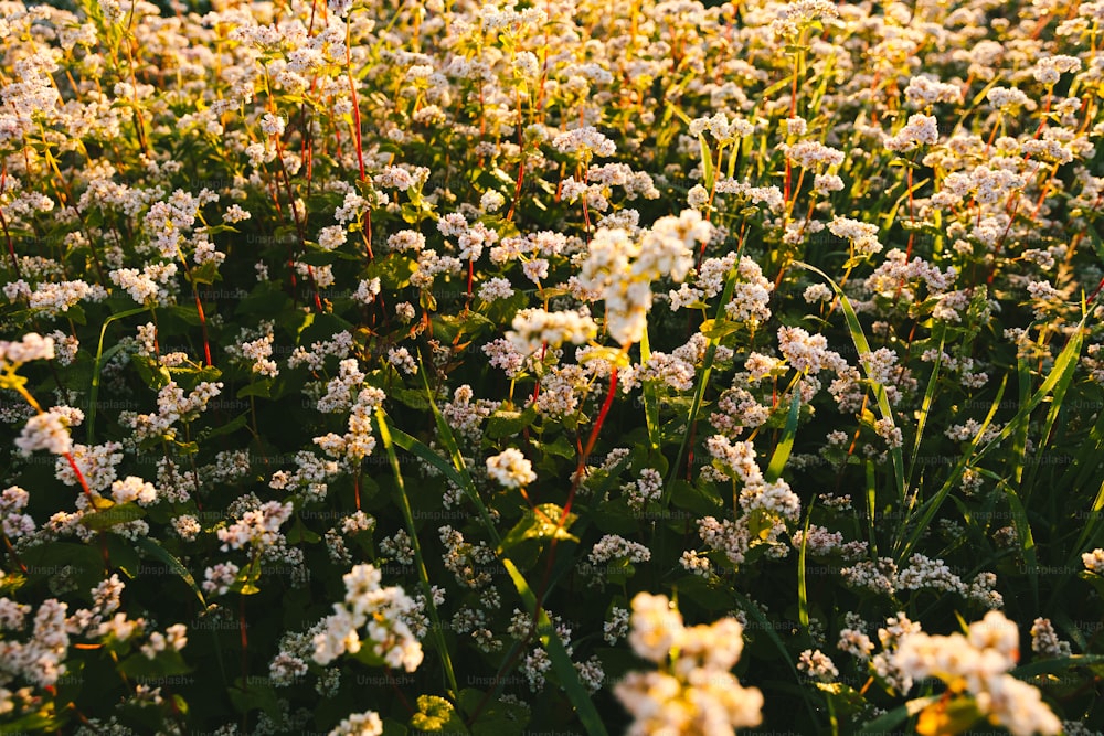 Un campo lleno de flores blancas y amarillas