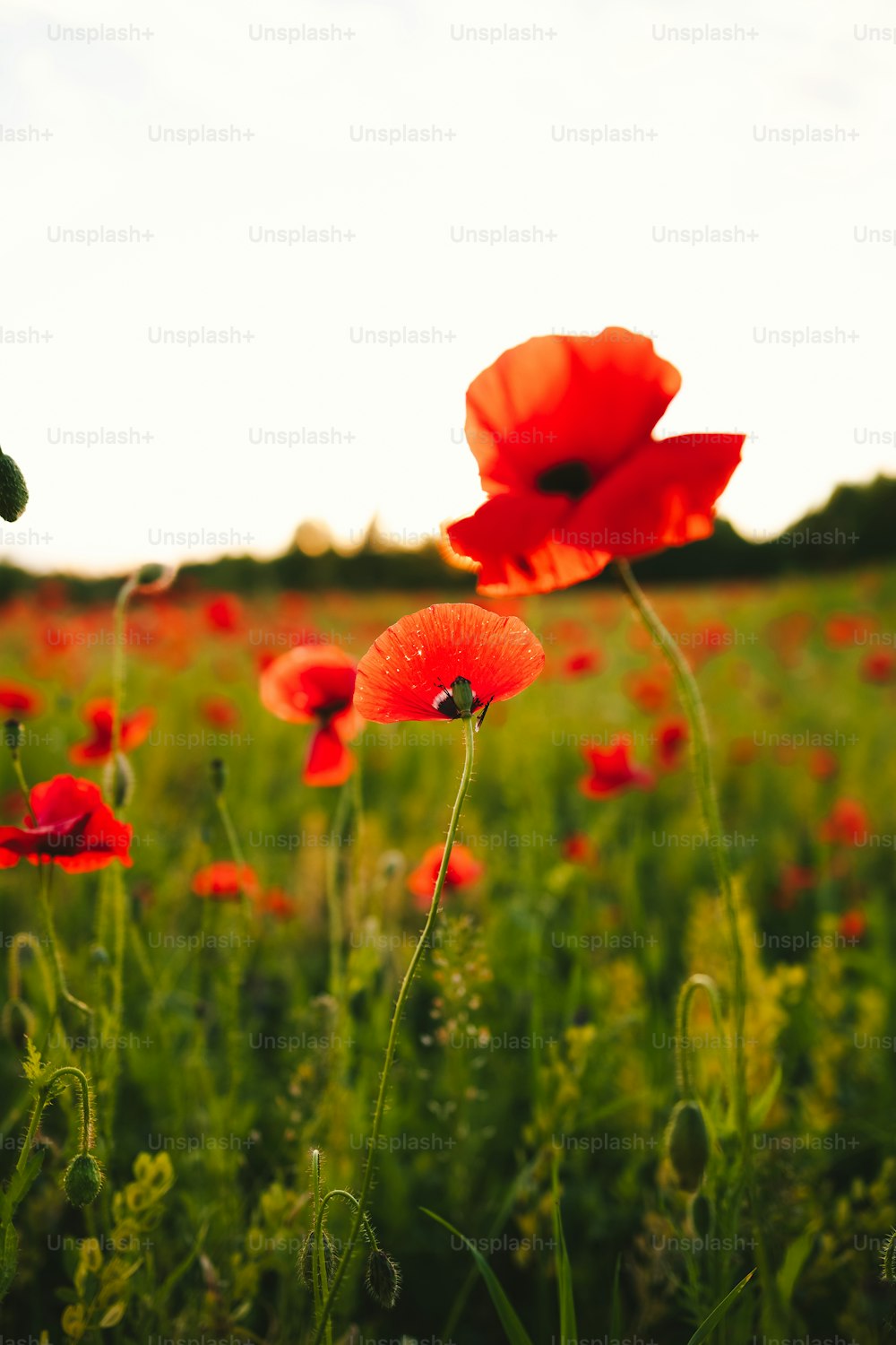 a field full of red flowers on a sunny day