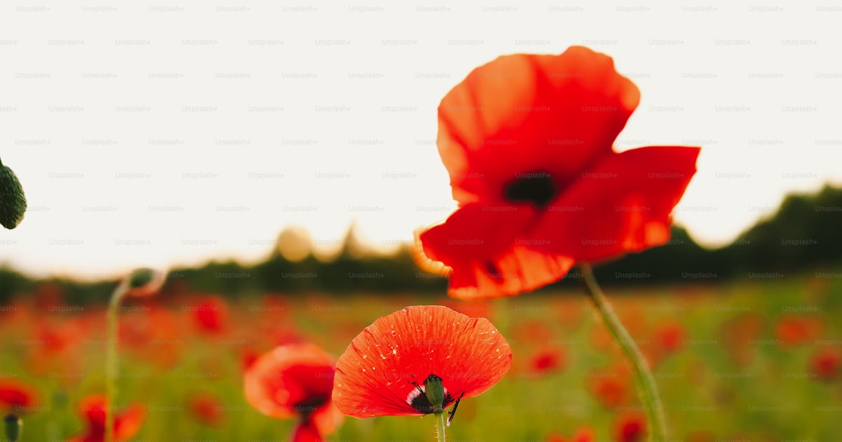 Un champ plein de fleurs rouges par une journée ensoleillée photo ...