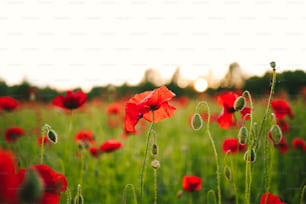ein Feld voller roter Blumen mit der Sonne im Hintergrund