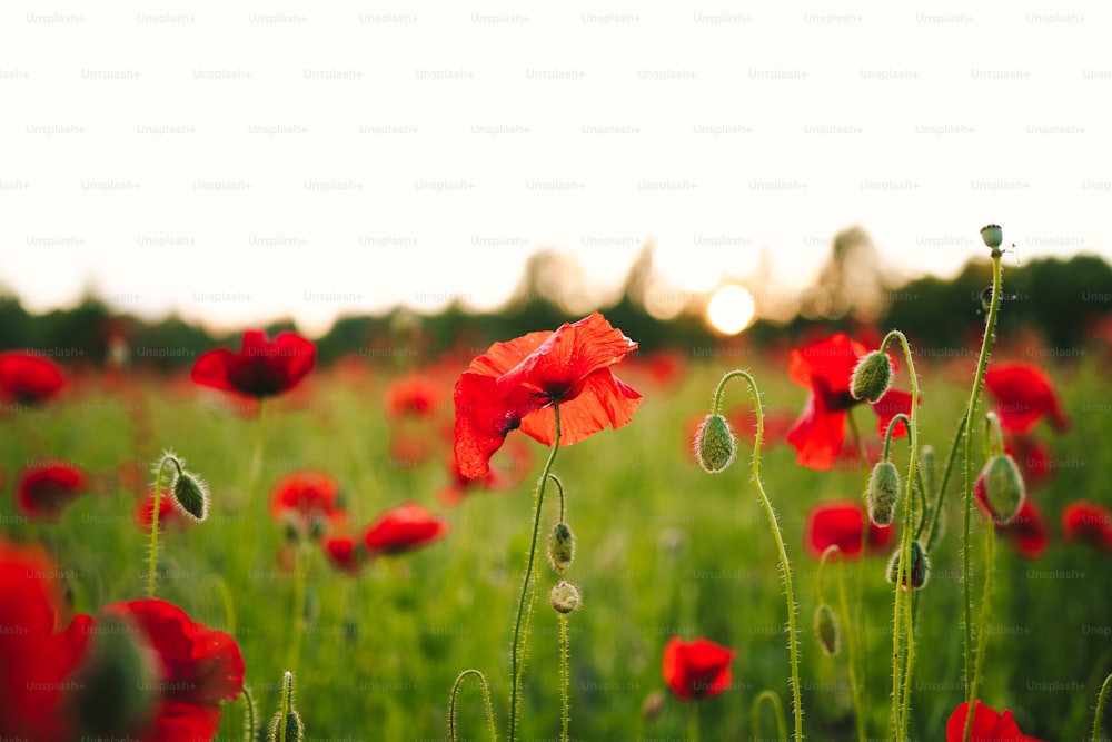 a field full of red flowers with the sun in the background