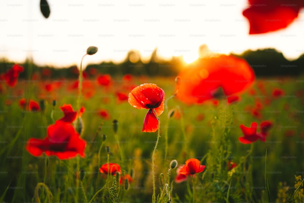 a field full of red flowers with the sun in the background