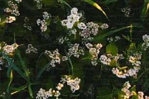 a bunch of small white flowers in the grass