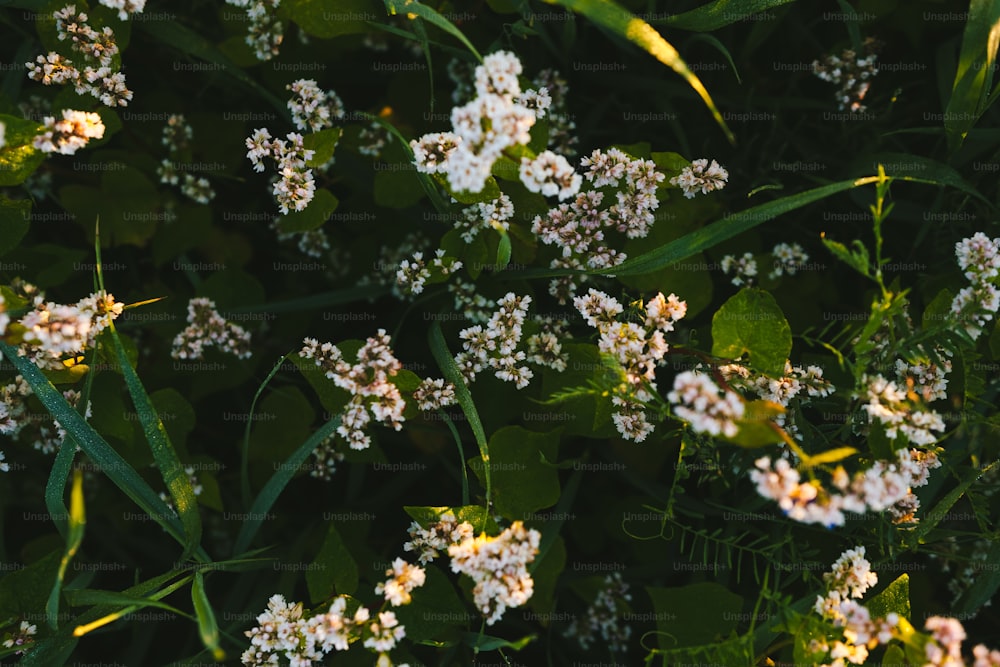 Un ramo de pequeñas flores blancas en la hierba