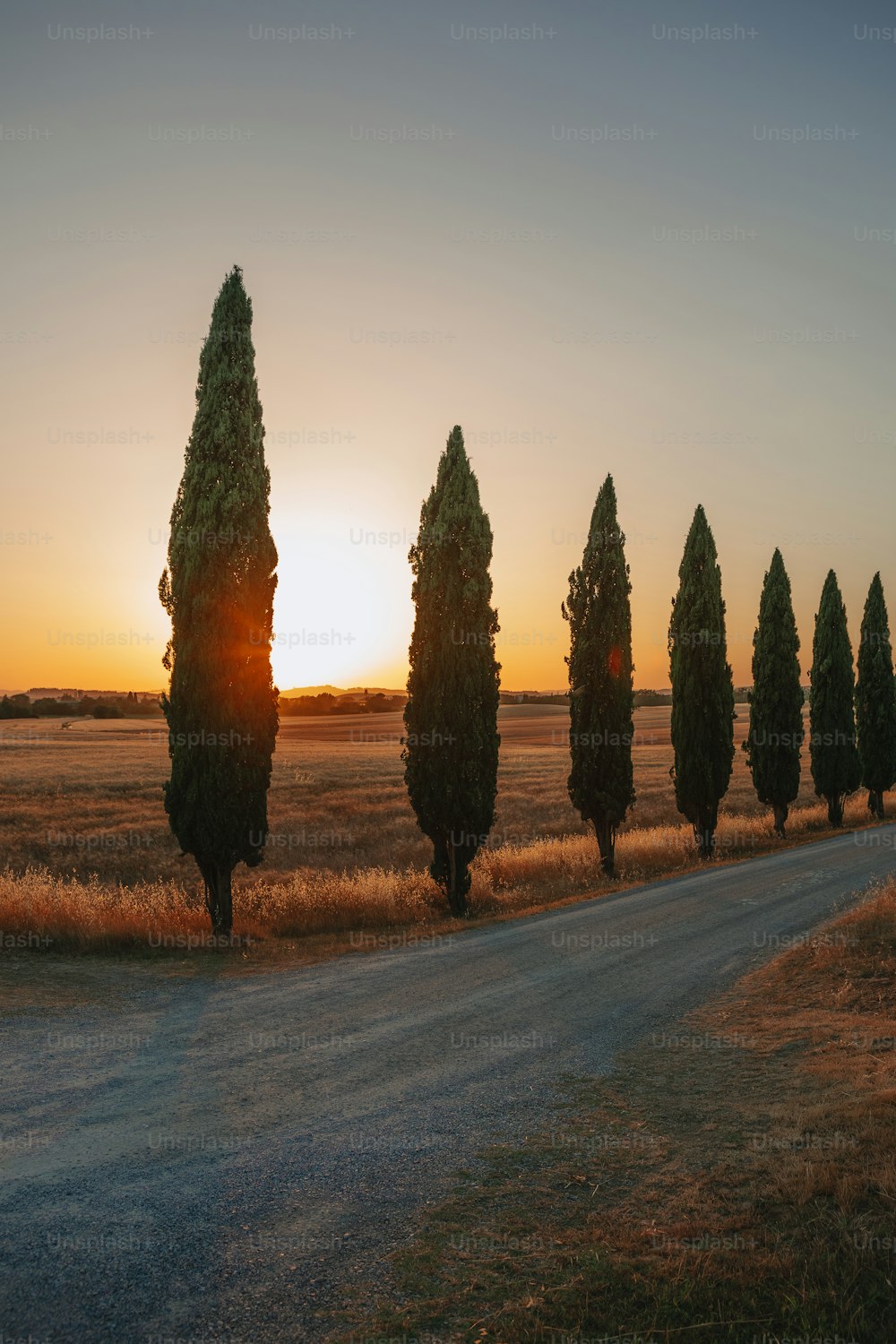 Le soleil se couche derrière une rangée d’arbres