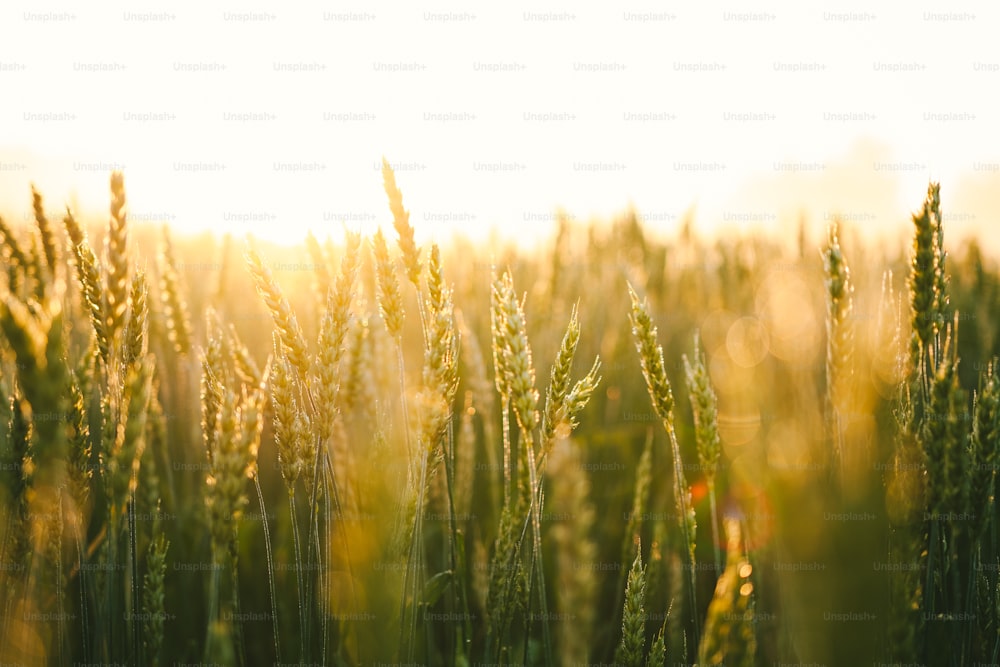 un champ d’herbe verte avec le soleil qui brille à travers lui