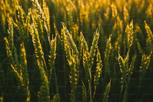 a close up of a field of grass