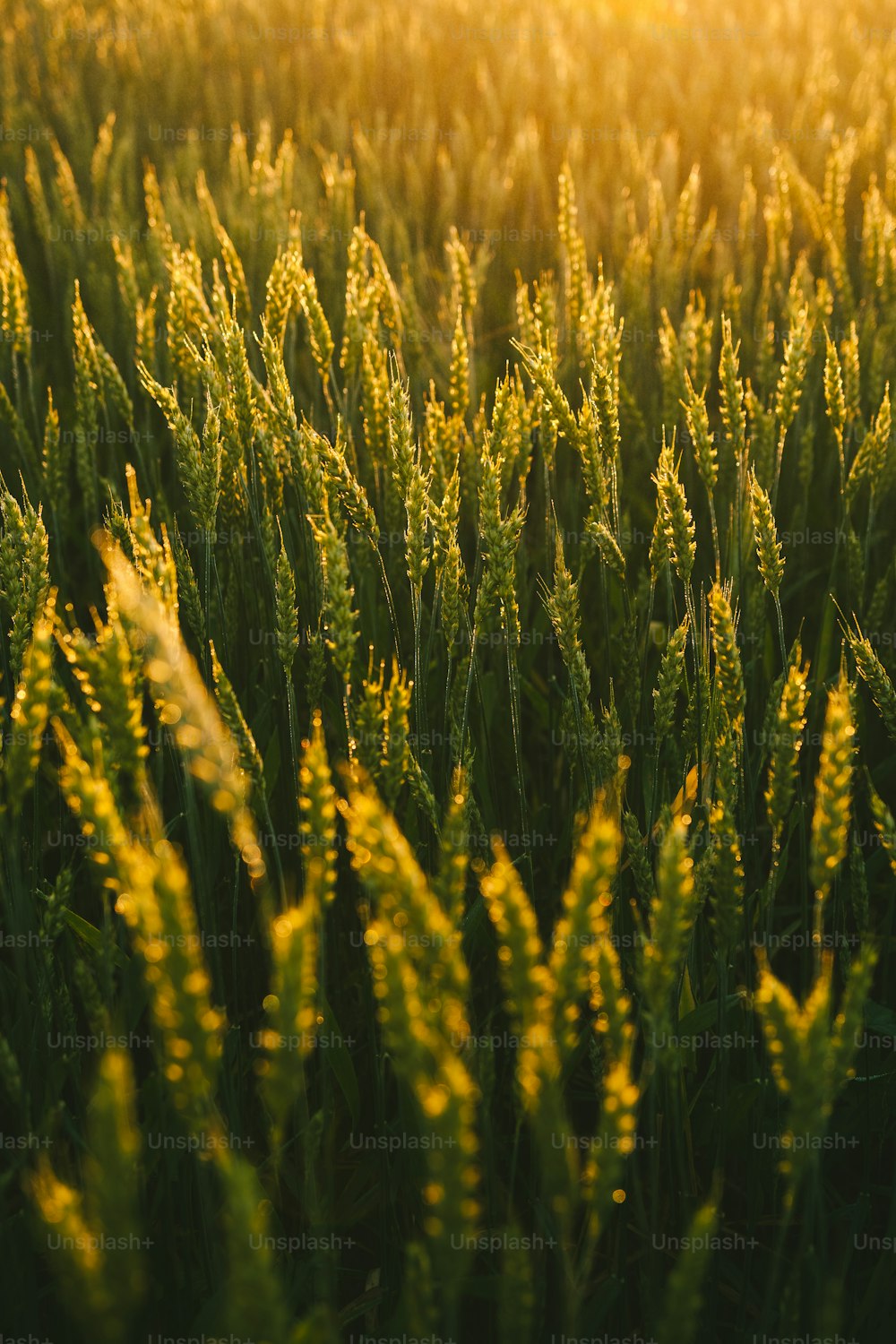 um campo de grama com o sol brilhando sobre ele
