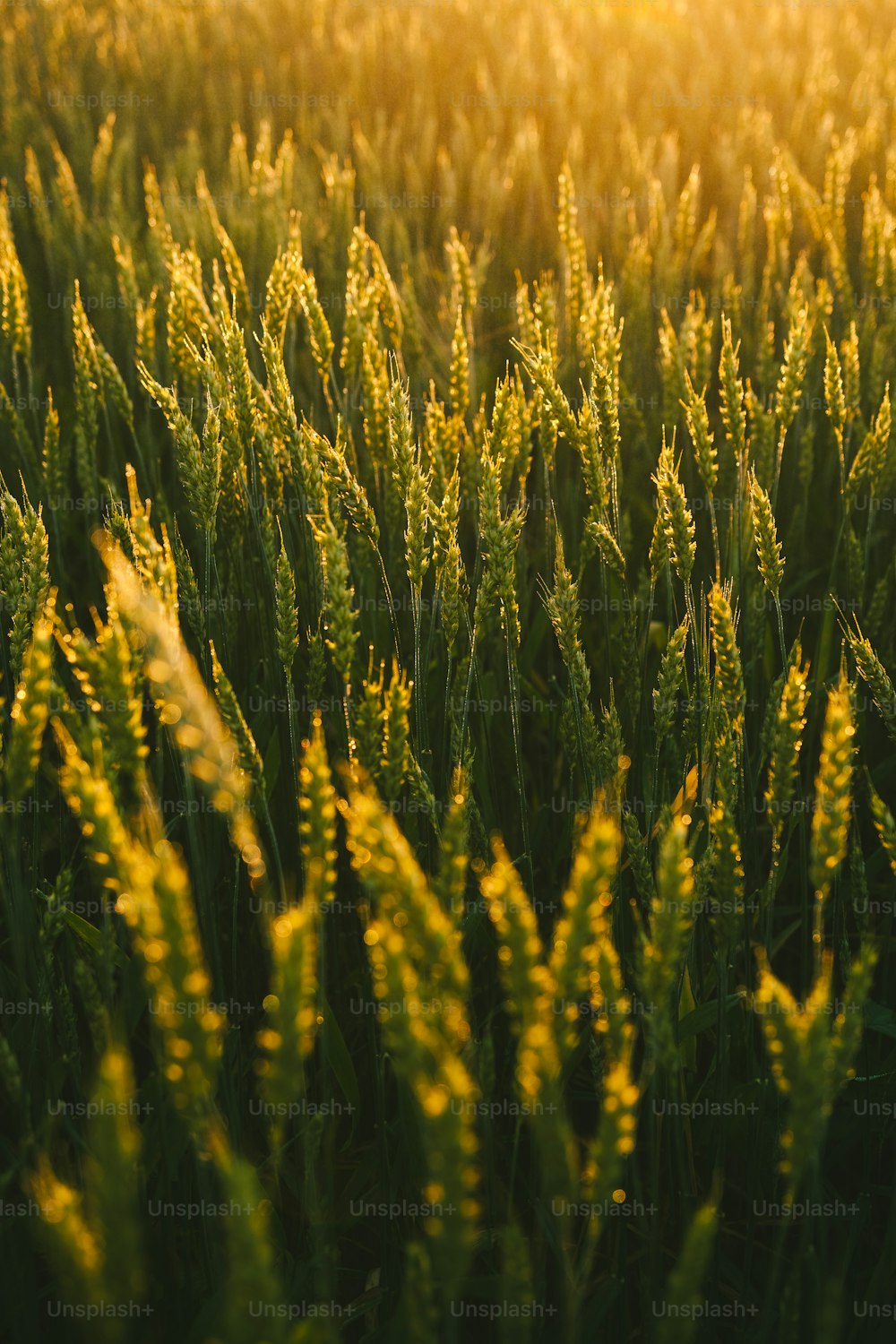a field of grass with the sun shining on it