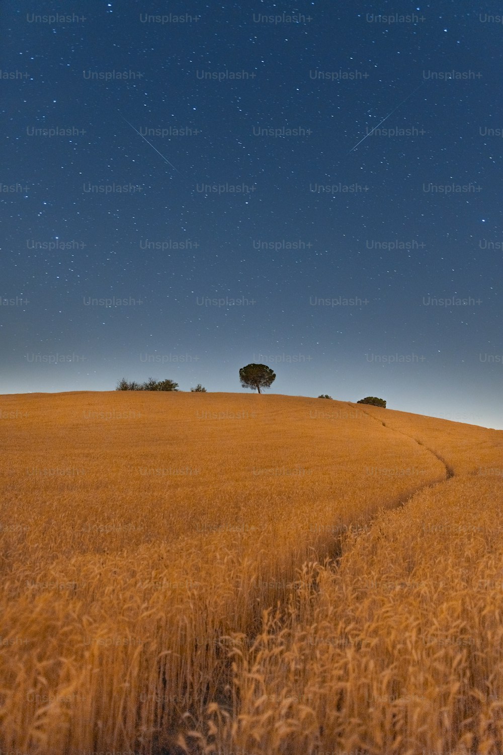 a field with a tree on top of it