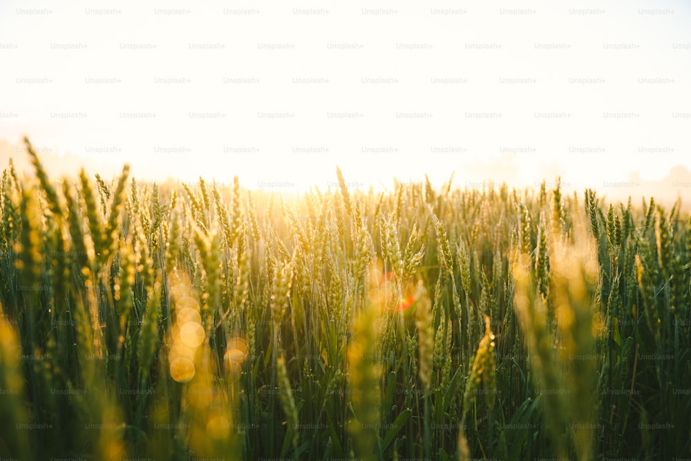 un campo de hierba alta con el sol brillando sobre él