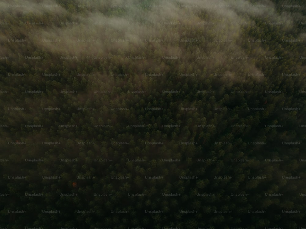 a plane flying over a forest covered in fog