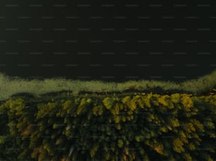 Eine Luftaufnahme eines üppig grünen Waldes