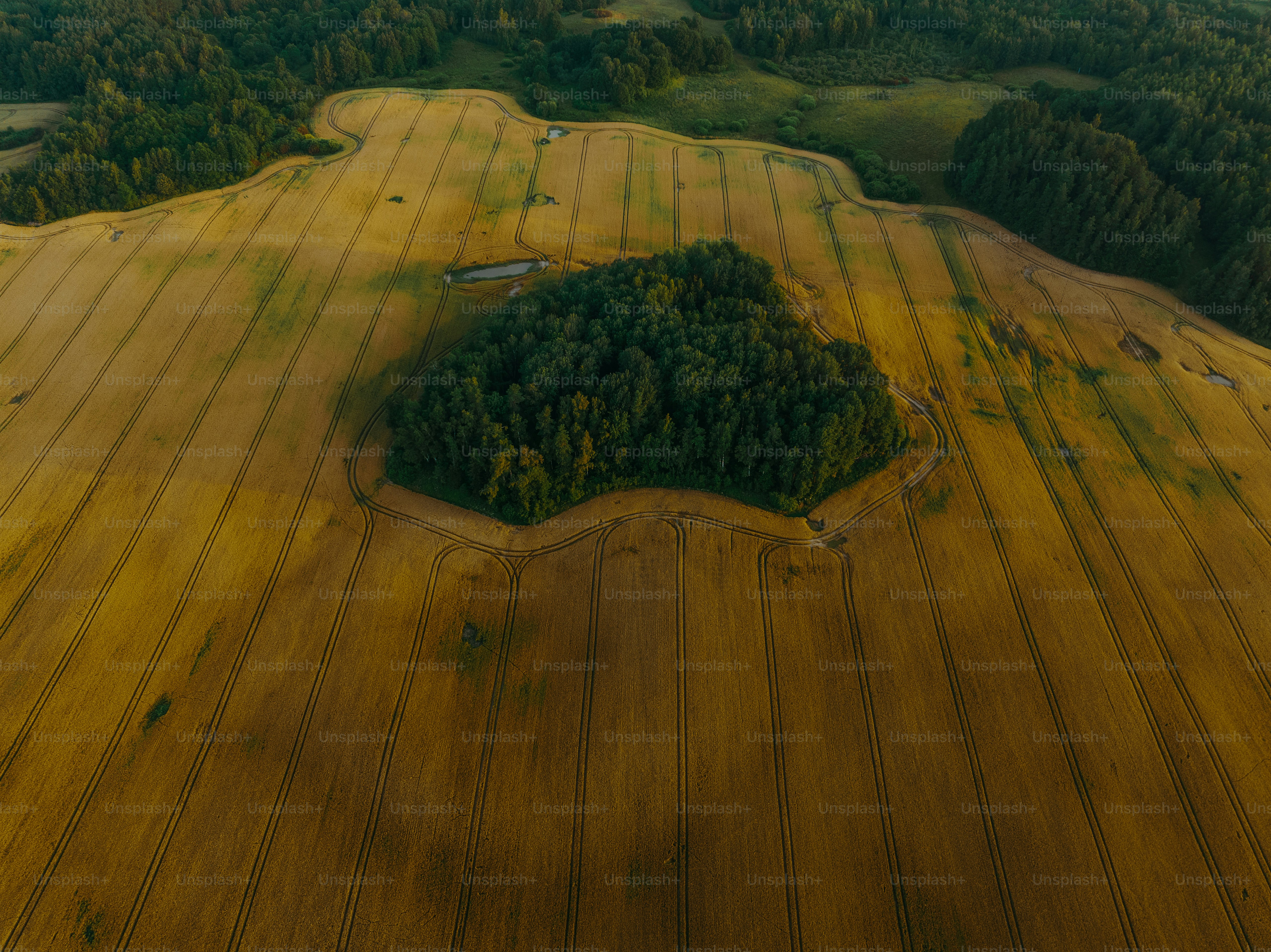An aerial view of a field with trees photo – Crops Image on Unsplash