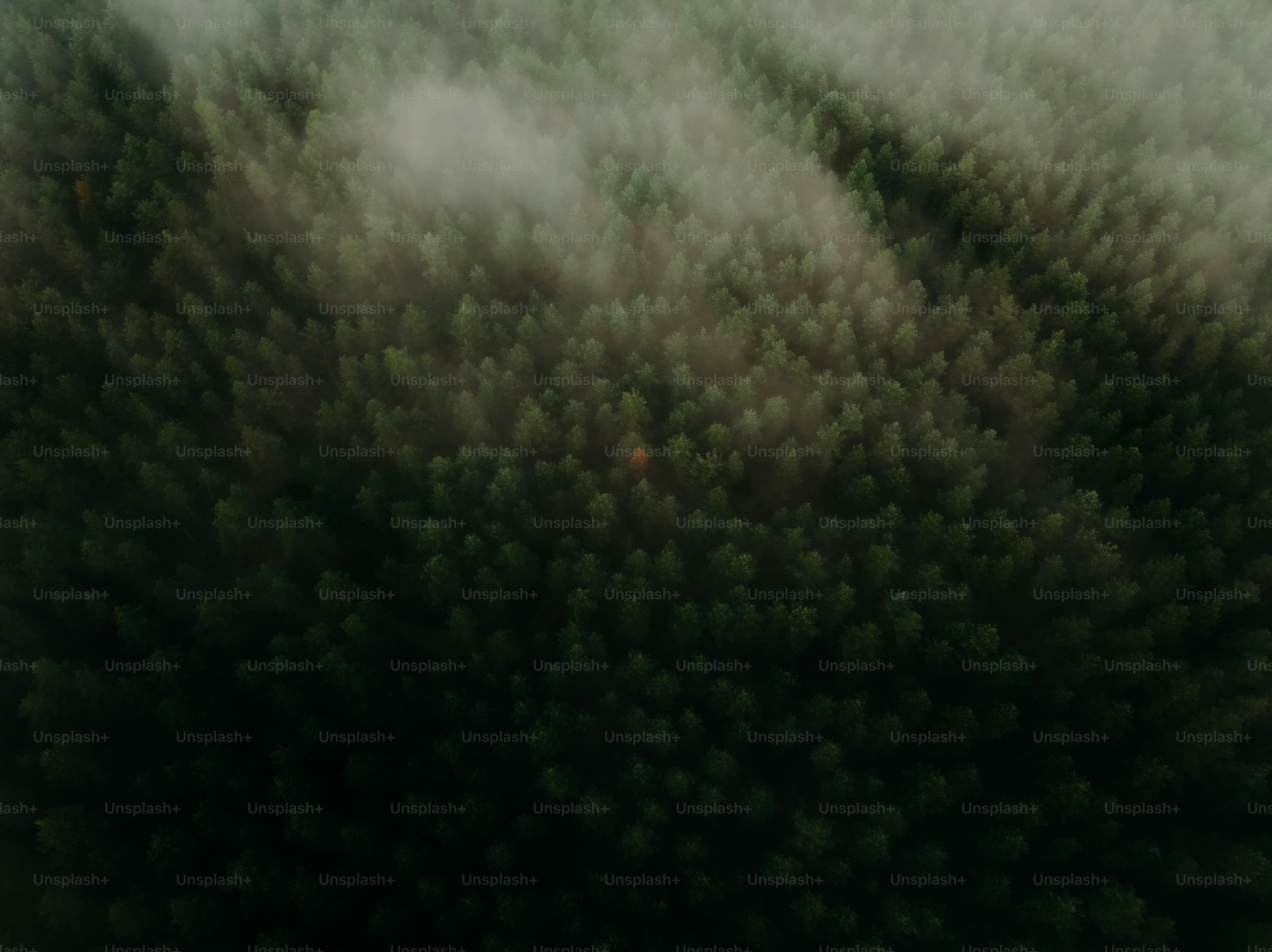 An aerial view of a forest in the middle of the day photo – Forest ...