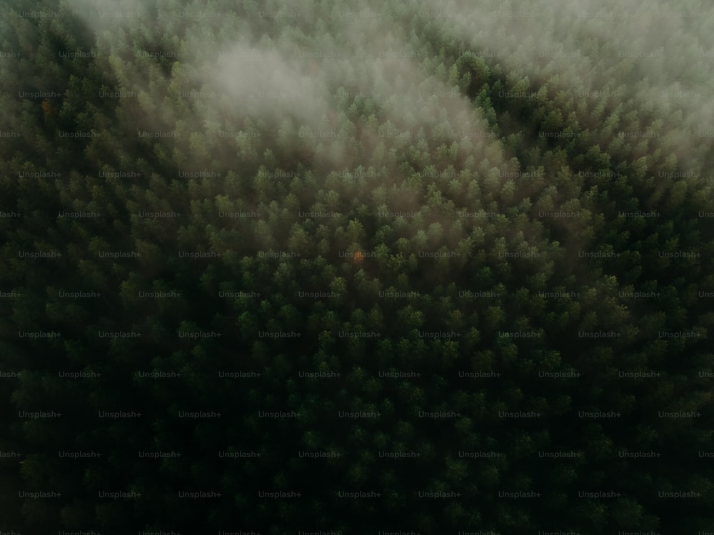 an aerial view of a forest in the middle of the day