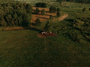 an aerial view of a herd of cattle in a field