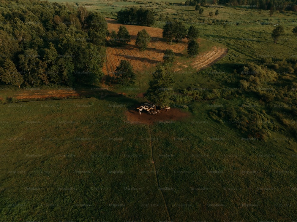 an aerial view of a herd of cattle in a field