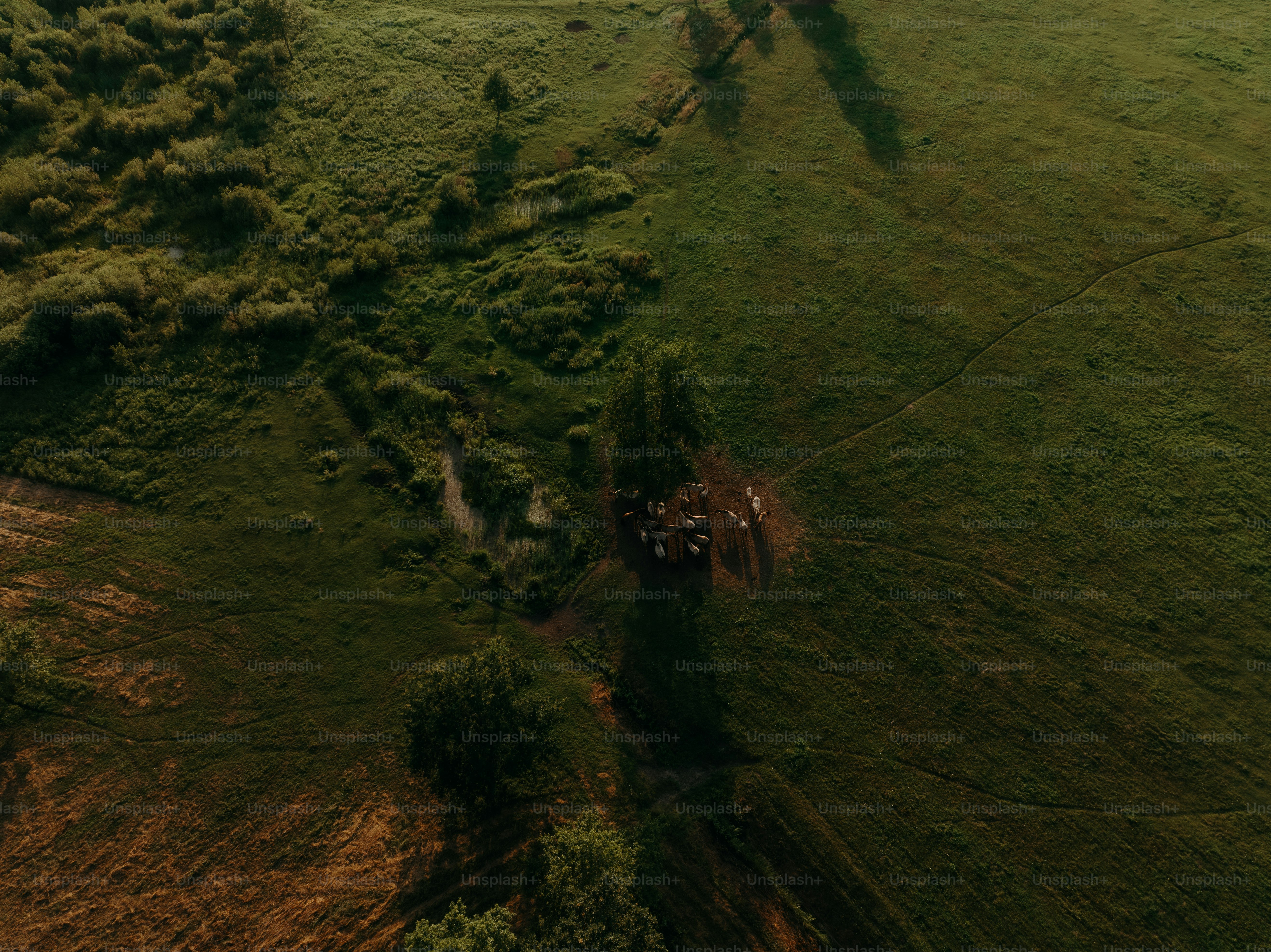 uma vista aérea de um campo gramado com árvores