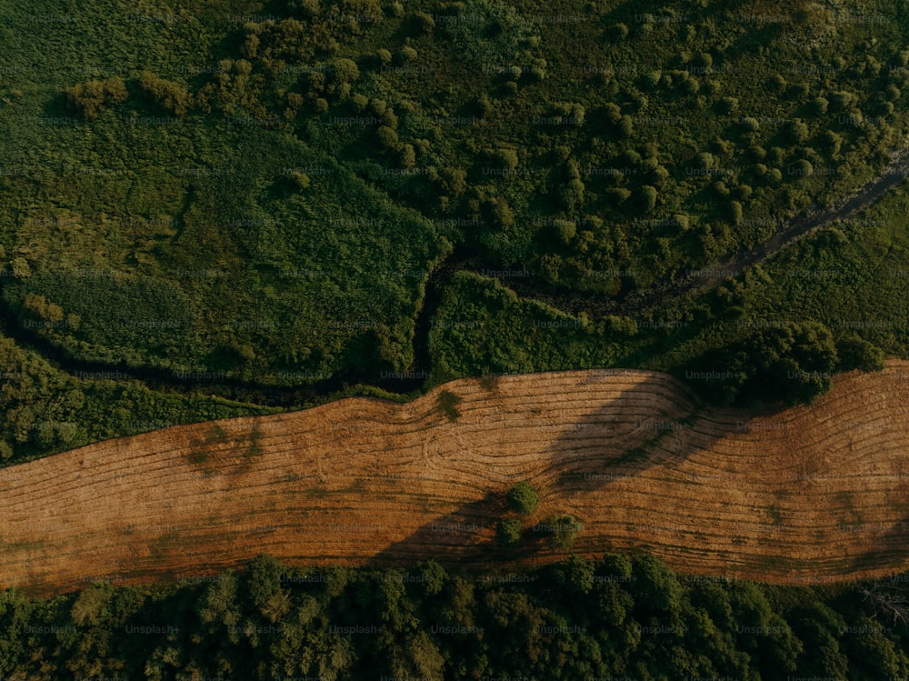 Una vista aérea de un gran árbol en medio de un bosque
