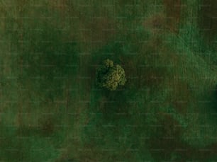 野原の木の航空写真