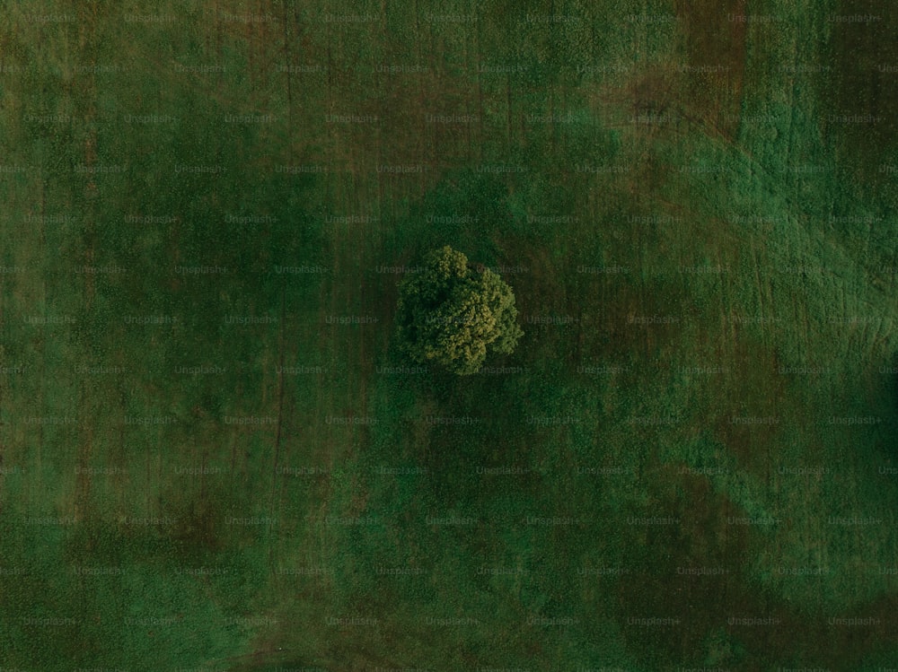 uma vista aérea de uma árvore em um campo