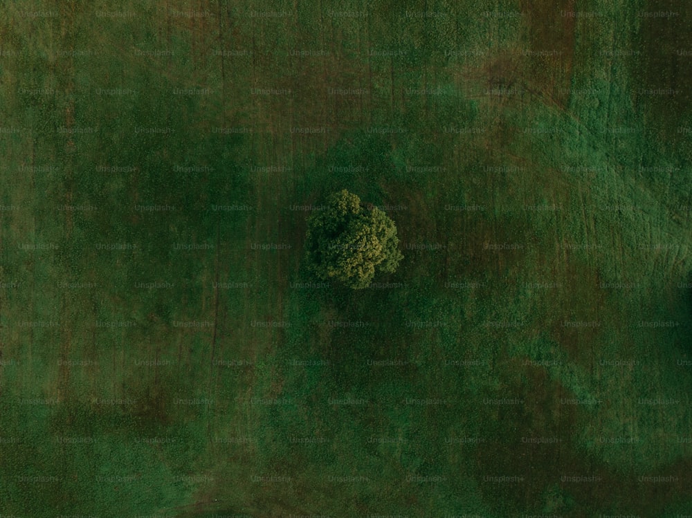 an aerial view of a tree in a field