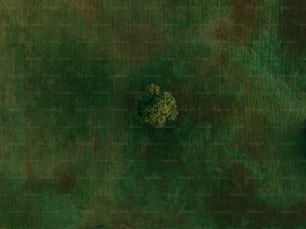 an aerial view of a tree in a field