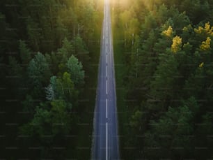 Une longue route au milieu d’une forêt