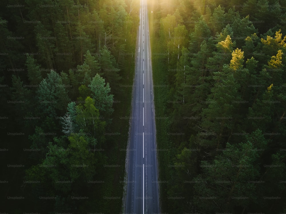Une longue route au milieu d’une forêt