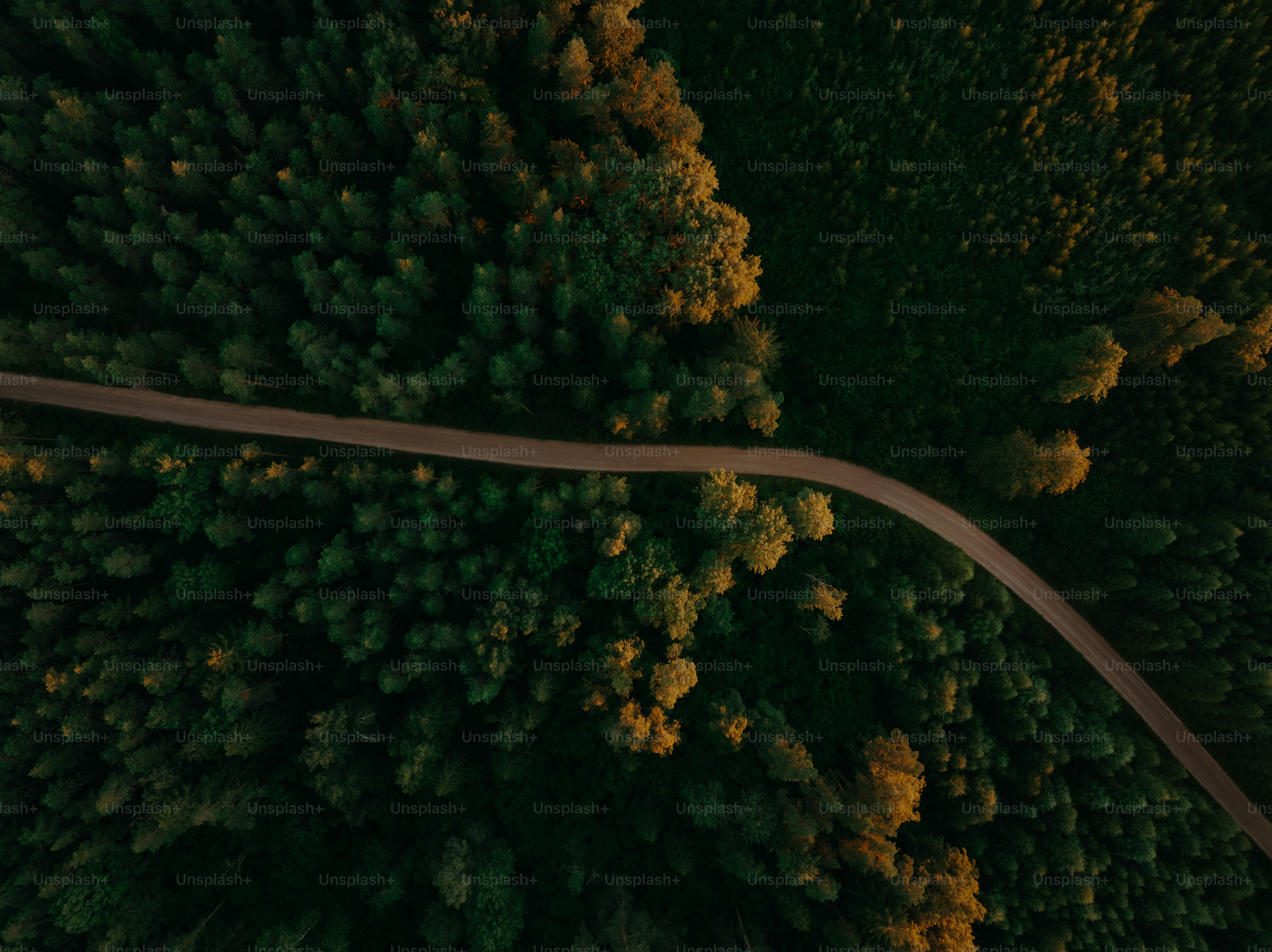 a winding road in the middle of a forest