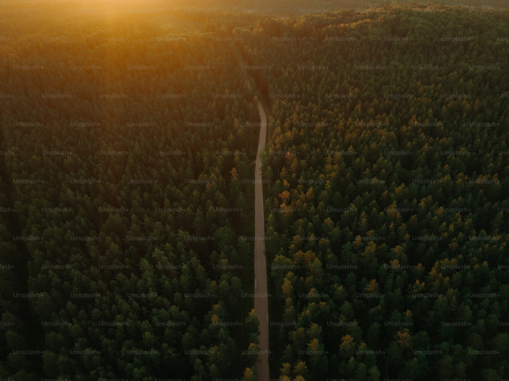Uma estrada no meio de uma floresta