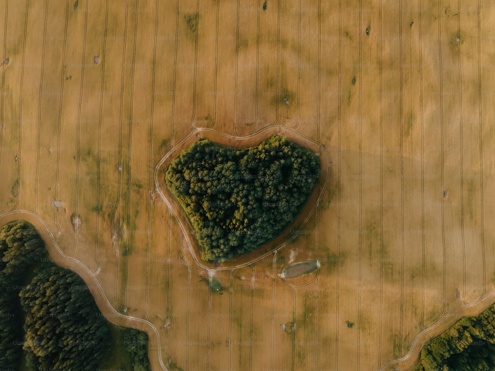 Un árbol en forma de corazón en medio de un campo