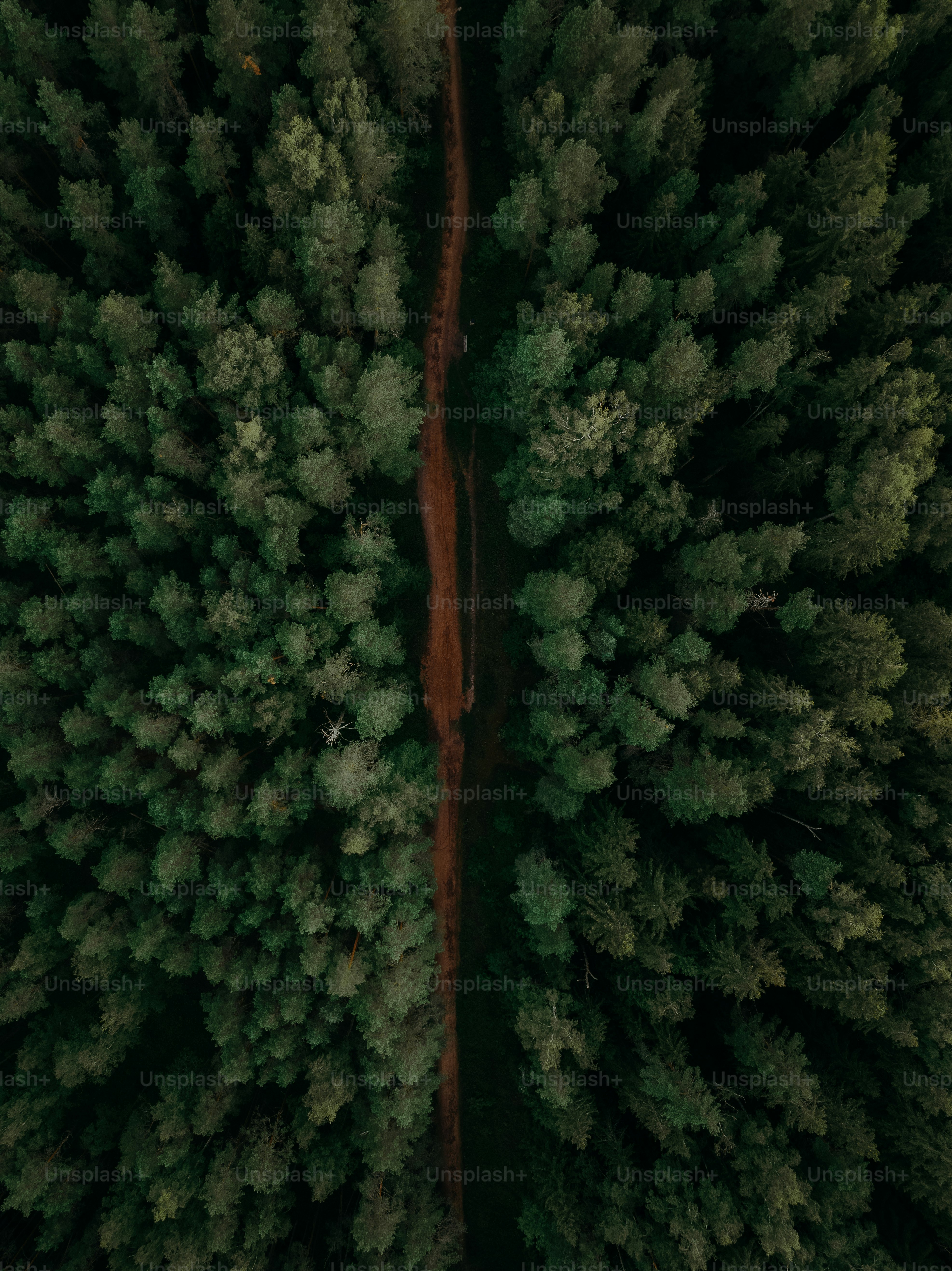 Florestas do Amanhã – Implementando o Plano Estadual de Restauração Ecológica da Mata Atlântica 
