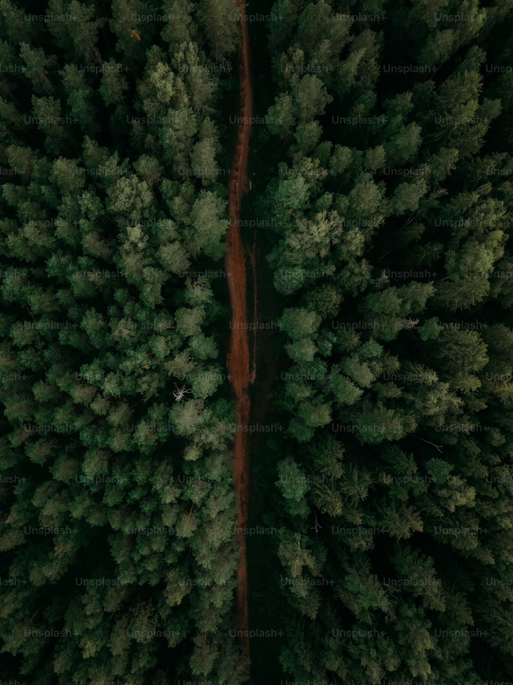 숲을 통과하는 도로의 조감도