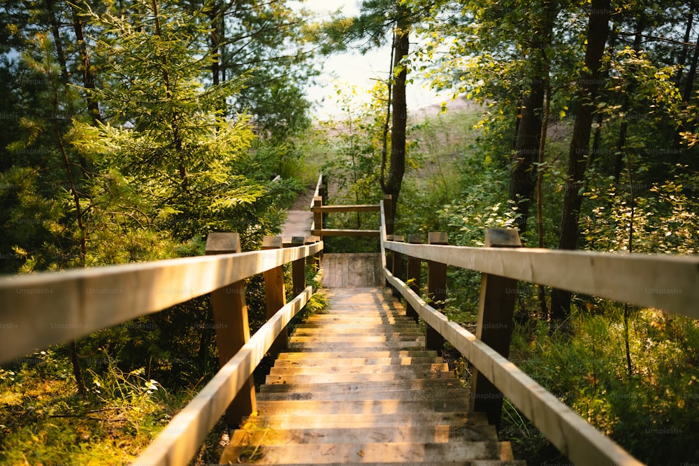 uma passarela de madeira no meio de uma floresta