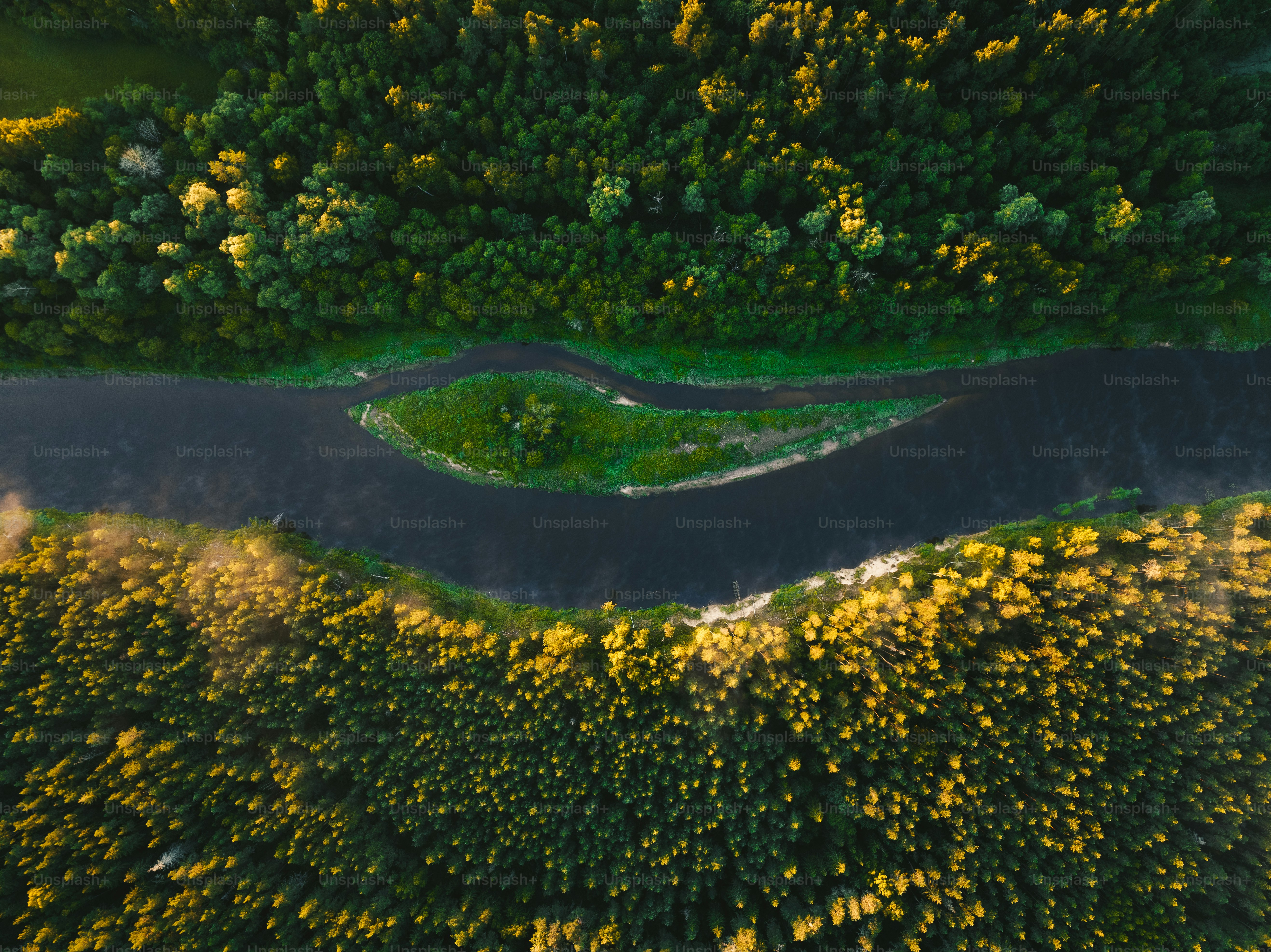 울창한 녹색 숲을 흐르는 강