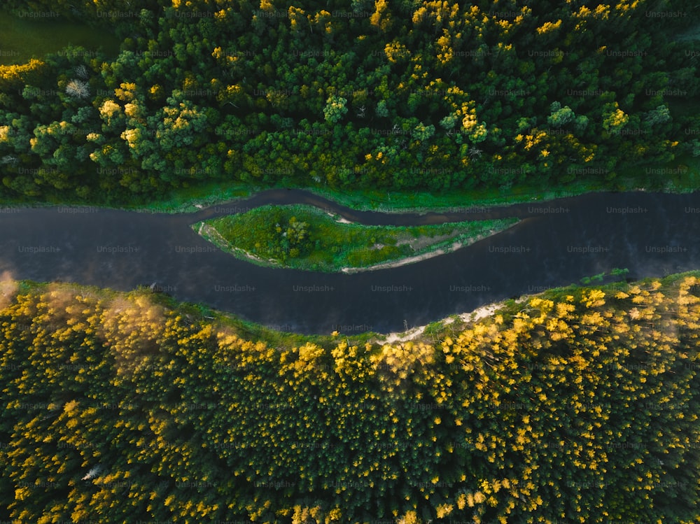 a river running through a lush green forest