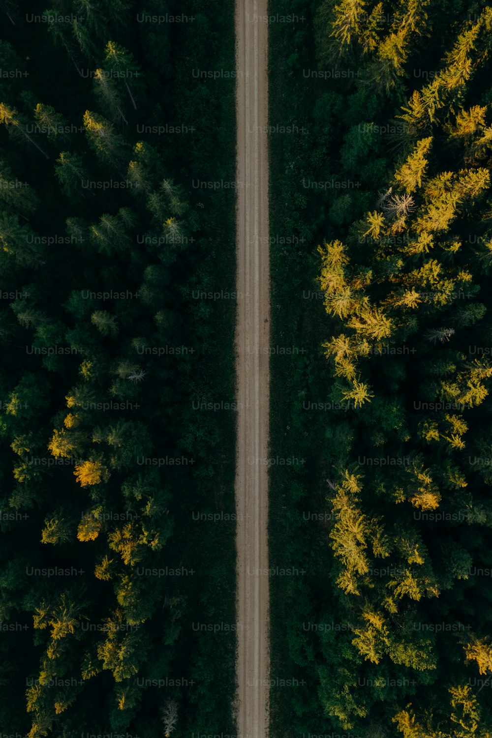 Luftaufnahme einer von Bäumen umgebenen Straße