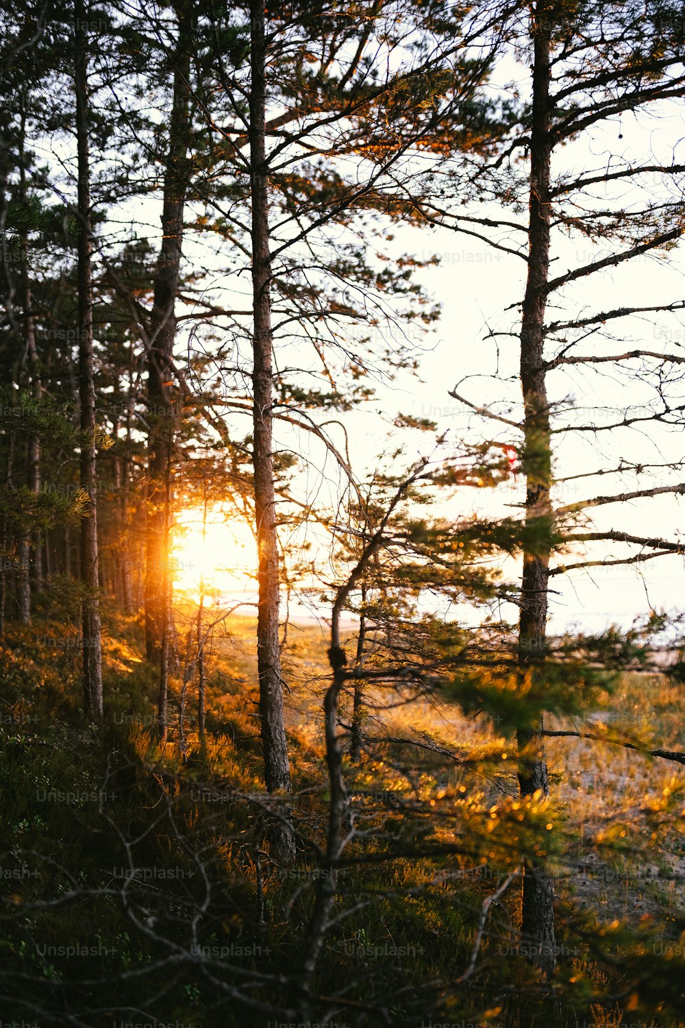 o sol está brilhando através das árvores na floresta