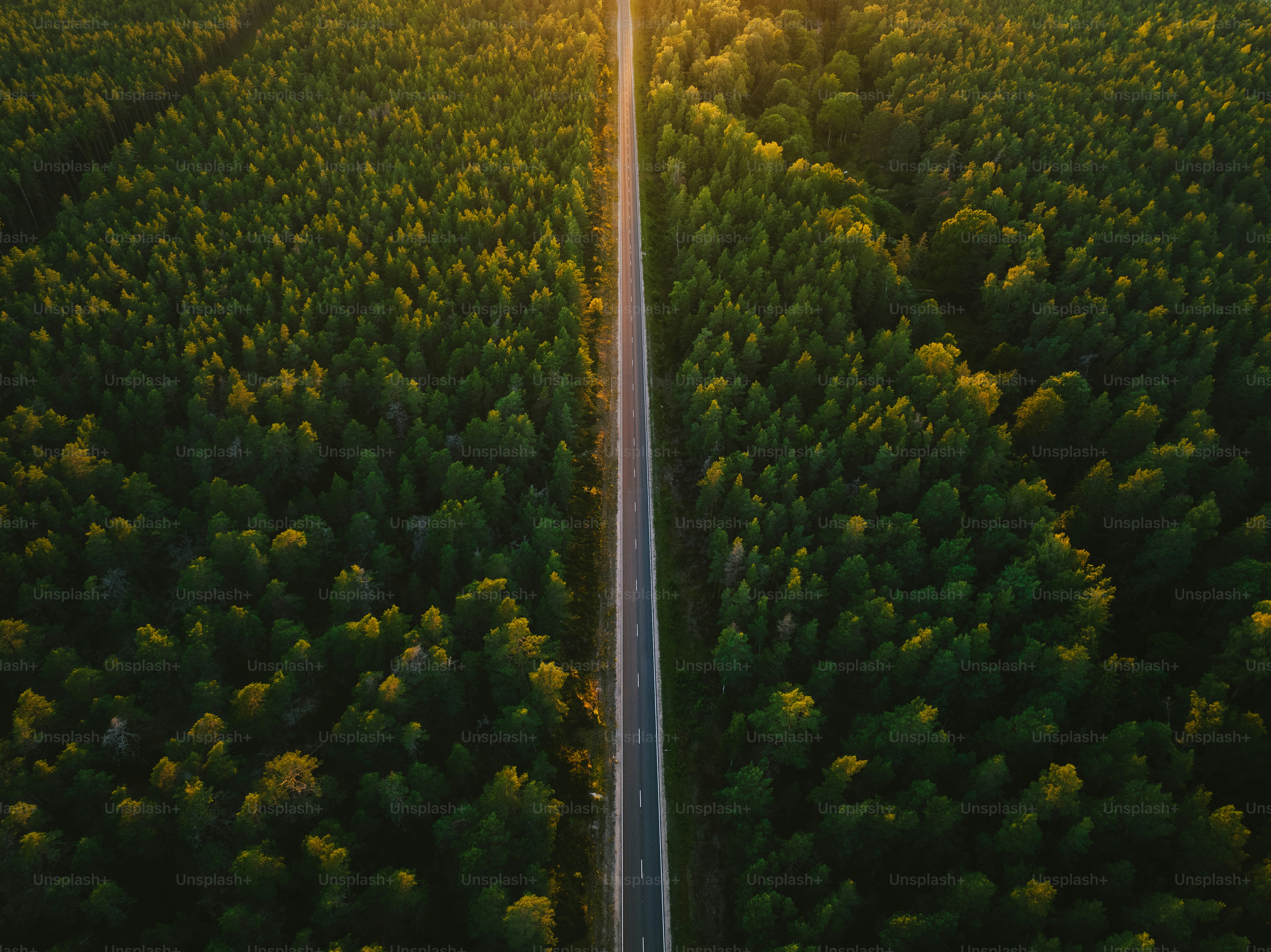 a road in the middle of a forest