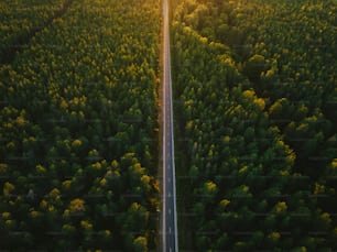 a road in the middle of a forest