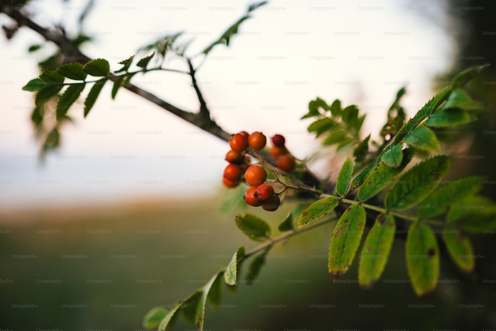 a branch of a tree with berries on it