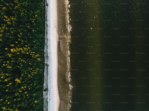 Eine Luftaufnahme eines Strandes und von Bäumen