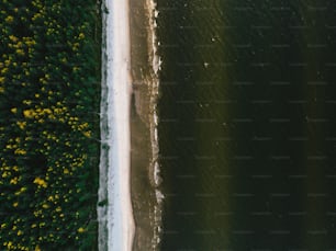 une vue aérienne d’une plage et d’arbres